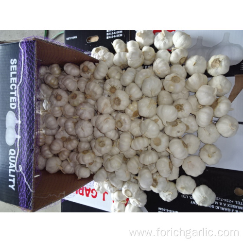 Crop 2019 Fresh Pure White Garlic